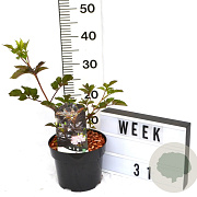 Sambucus nigra Black Beauty 40-60 cm 3,0L