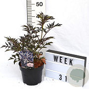 Sambucus nigra Black Lace 40-60 cm 3,0L