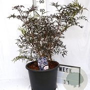 Sambucus nigra Black Lace 50-70 cm 12L