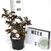 Sambucus nigra Black Tower 40-60 cm 3,0L