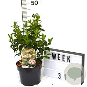 Viburnum tin. 'Eve Price' 40-60 cm 3,0L