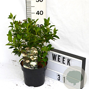 Viburnum tinus 40-60 cm 3,0L