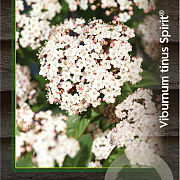Viburnum tin. Spirit 40-50 cm 5,0L