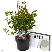 Viburnum tin. Spirit 40-50 cm 5,0L