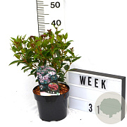 Viburnum tin. Spirit 40-60 cm 3,0L