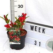Weigela All Summer Red 40-60 cm 3,0L