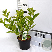 Weigela 'Bristol Snowflake' 40-60 cm 3,0L