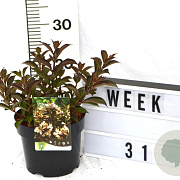 Weigela Black and White 40-60 cm 3,0L