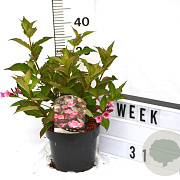 Weigela 'Minuet' 40-60 cm 3,0L
