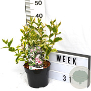 Weigela 'Nana Variegata' 40-60 cm 3,0L