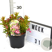 Weigela Picobella Rosa 40-60 cm 3,0L