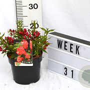 Weigela Picobella Rosso 40-60 cm 3,0L