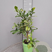 Citrus hystrix 50-60 cm 4,0L