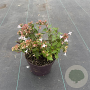 Abelia grandiflora 15-20 cm 2,0L