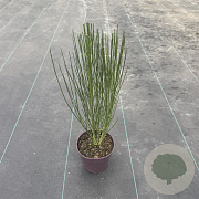 Cytisus 'Apricot Gem' 40 cm P13
