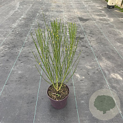Cytisus 'Boskoop Ruby' 40 cm P13