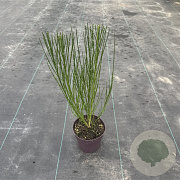 Cytisus 'Killiney Red' 40 cm P13