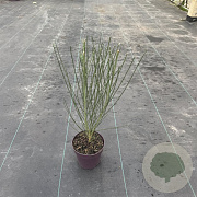 Cytisus 'White Lion' 40 cm P13