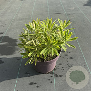 Euphorbia 'Ascot Rainbow' 40-50 cm 5,0L