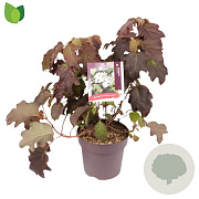 Hydrangea quercifolia 60-70 cm 10L