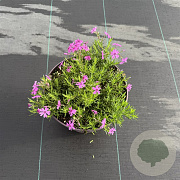 Phlox (S) Fabulous Dark Rose Eye 40-50 cm 5,0L