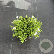 Phlox (S) Fabulous White 30-40 cm 2,0L