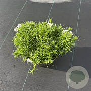 Phlox (S) Fabulous White 40-50 cm 5,0L