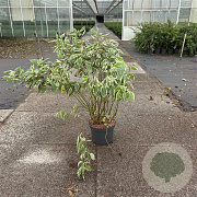 Cornus alba 'Elegantissima' 80-100 cm 10L