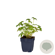 Geranium endressii GM  P11
