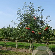 Sorbus aucuparia 250-300 cm draadkluit meerstammig