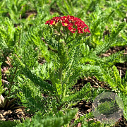 Achillea m. Milly Rock Red P9