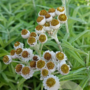 Anaphalis margaritacea P9