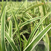 Carex morrowii 'Ice Dance' P9