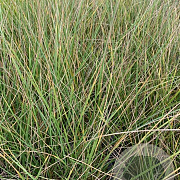 Festuca mairei P9