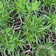 Petrorhagia saxifraga P9