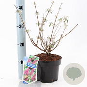 Buddleja d. 'Pink Delight' 30-40 cm 2,0L