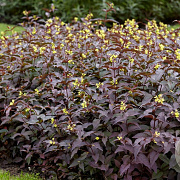 Diervilla splendens Diva 25-30 cm 2,0L
