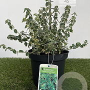 Euonymus fort. 'Emerald Gaiety' 25-30 cm 3,0L
