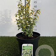 Euonymus fort. 'Emerald 'n' Gold' 25-30 cm 3,0L