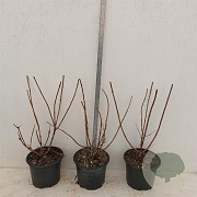 Hydrangea pan. 'Silver Dollar' 30-40 cm 2,0L