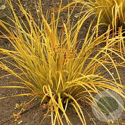 Libertia Goldfinger 30-40 cm 2,0L