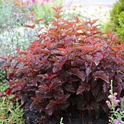Physocarpus opulif. Little Angel 50-60 cm 5,0L
