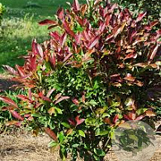 Viburnum odoratissimum Coppertop 40-50 cm 5,0L