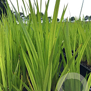 Acorus calamus P9