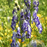 Aconitum camm. 'Bicolor' P9