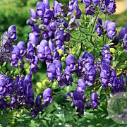 Aconitum henryi 'Spark's Variety' P9