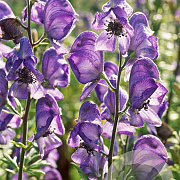 Aconitum napellus P9