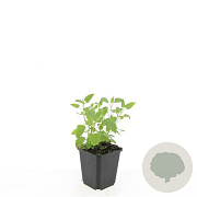 Agastache 'Black Adder' P9