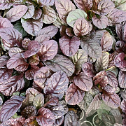 Ajuga reptans 'Atropurpurea' P9