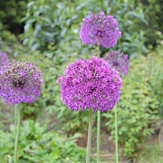 Allium aflatunense P9